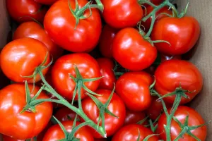 помідор fruitimpex.com.ua