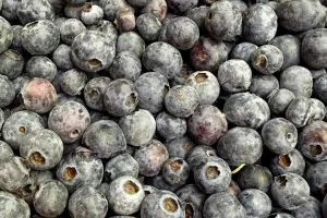 лохина fruitimpex.com.ua