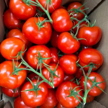 помідор fruitimpex.com.ua